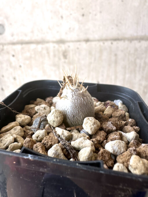 【現品限り】パキポディウム・レアリー【T2】 Pachypodium lealii【植物】塊根植物 夏型 コーデックス - 画像 (3)