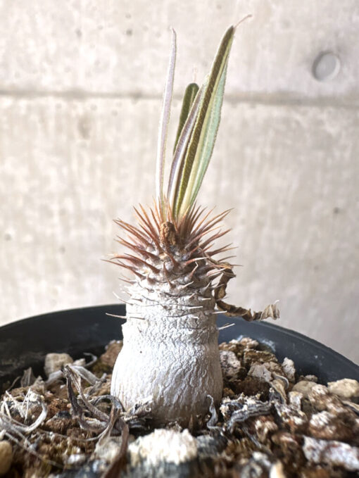 【現品限り】パキポディウム・グラキリス【T30】 Pachypodium gracilius【植物】塊根植物 夏型 コーデックス - 画像 (3)