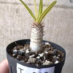 【現品限り】パキポディウム・グラキリス【T32】 Pachypodium gracilius【植物】塊根植物 夏型 コーデックス