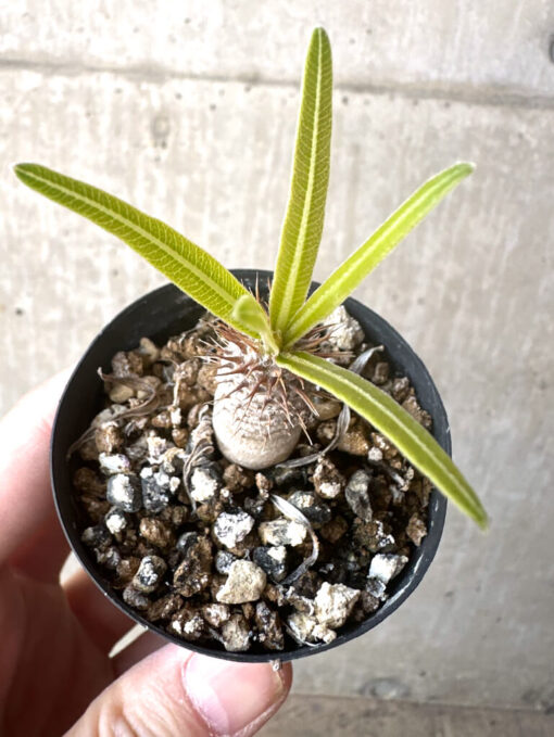 【現品限り】パキポディウム・グラキリス【T32】 Pachypodium gracilius【植物】塊根植物 夏型 コーデックス - 画像 (2)
