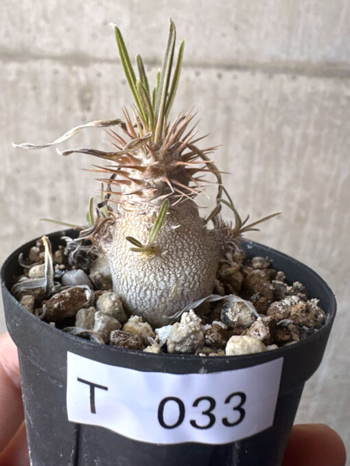 【現品限り】パキポディウム・グラキリス【T33】 Pachypodium gracilius【植物】塊根植物 夏型 コーデックス