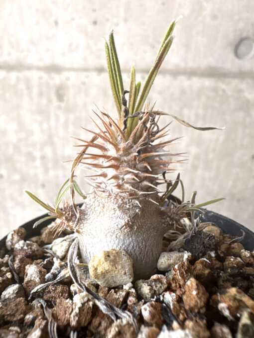 【現品限り】パキポディウム・グラキリス【T33】 Pachypodium gracilius【植物】塊根植物 夏型 コーデックス - 画像 (3)
