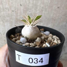 【現品限り】パキポディウム・エニグマチカム【T34】 Pachypodium enigmaticum【植物】塊根植物 夏型 コーデックス