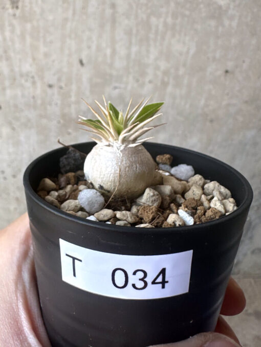 【現品限り】パキポディウム・エニグマチカム【T34】 Pachypodium enigmaticum【植物】塊根植物 夏型 コーデックス