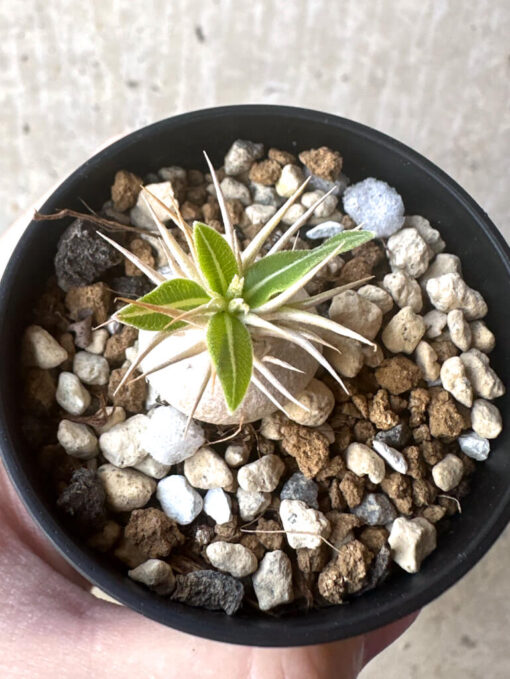 【現品限り】パキポディウム・エニグマチカム【T34】 Pachypodium enigmaticum【植物】塊根植物 夏型 コーデックス - 画像 (2)