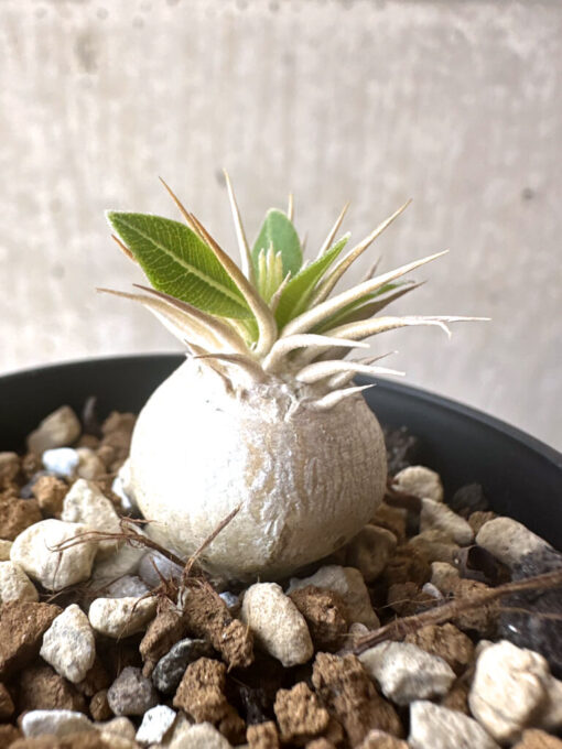 【現品限り】パキポディウム・エニグマチカム【T34】 Pachypodium enigmaticum【植物】塊根植物 夏型 コーデックス - 画像 (3)