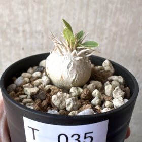 【現品限り】パキポディウム・エニグマチカム【T35】 Pachypodium enigmaticum【植物】塊根植物 夏型 コーデックス