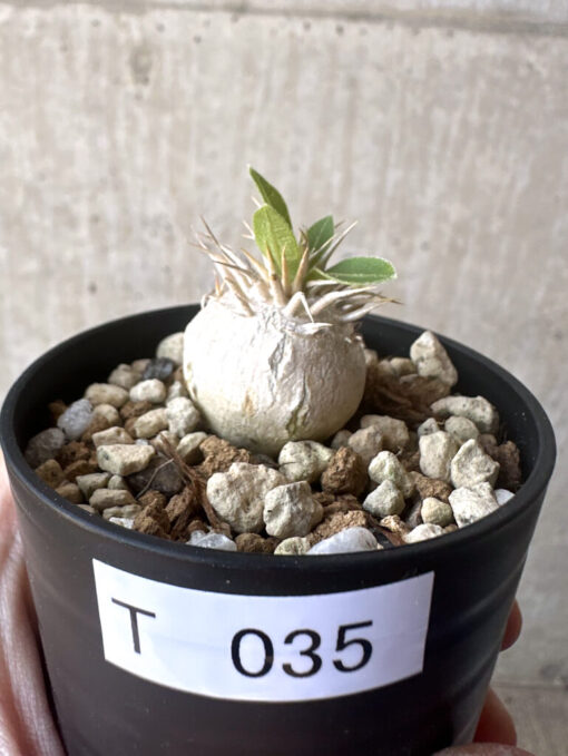 【現品限り】パキポディウム・エニグマチカム【T35】 Pachypodium enigmaticum【植物】塊根植物 夏型 コーデックス