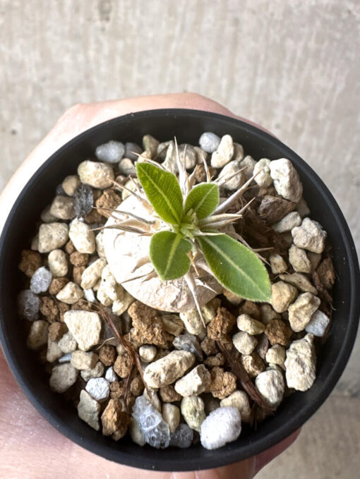 【現品限り】パキポディウム・エニグマチカム【T35】 Pachypodium enigmaticum【植物】塊根植物 夏型 コーデックス - 画像 (2)