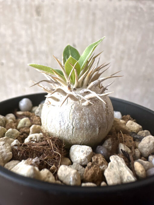 【現品限り】パキポディウム・エニグマチカム【T35】 Pachypodium enigmaticum【植物】塊根植物 夏型 コーデックス - 画像 (3)