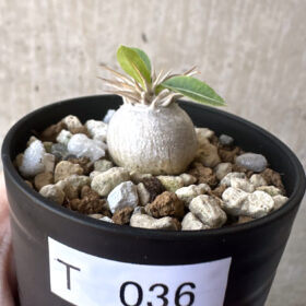 【現品限り】パキポディウム・エニグマチカム【T36】 Pachypodium enigmaticum【植物】塊根植物 夏型 コーデックス