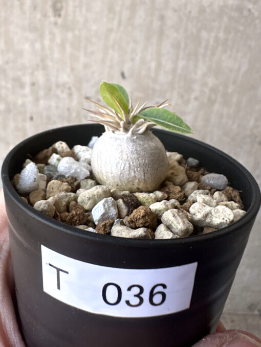 【現品限り】パキポディウム・エニグマチカム【T36】 Pachypodium enigmaticum【植物】塊根植物 夏型 コーデックス