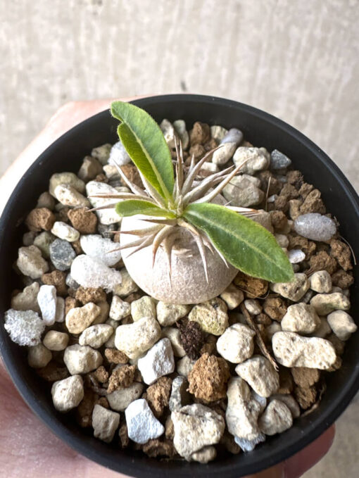 【現品限り】パキポディウム・エニグマチカム【T36】 Pachypodium enigmaticum【植物】塊根植物 夏型 コーデックス - 画像 (2)
