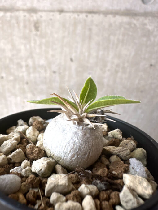 【現品限り】パキポディウム・エニグマチカム【T36】 Pachypodium enigmaticum【植物】塊根植物 夏型 コーデックス - 画像 (3)