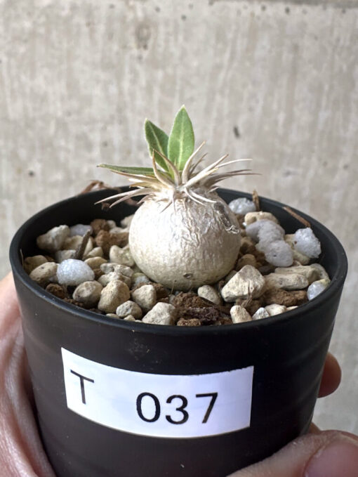 【現品限り】パキポディウム・エニグマチカム【T37】 Pachypodium enigmaticum【植物】塊根植物 夏型 コーデックス
