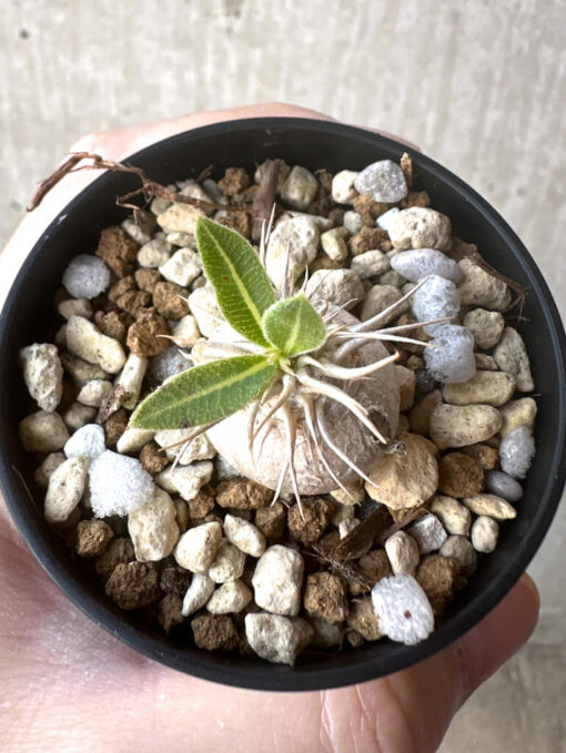 【現品限り】パキポディウム・エニグマチカム【T37】 Pachypodium enigmaticum【植物】塊根植物 夏型 コーデックス - 画像 (2)