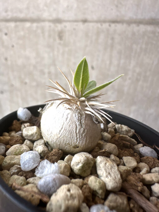 【現品限り】パキポディウム・エニグマチカム【T37】 Pachypodium enigmaticum【植物】塊根植物 夏型 コーデックス - 画像 (3)