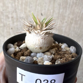【現品限り】パキポディウム・エニグマチカム【T38】 Pachypodium enigmaticum【植物】塊根植物 夏型 コーデックス