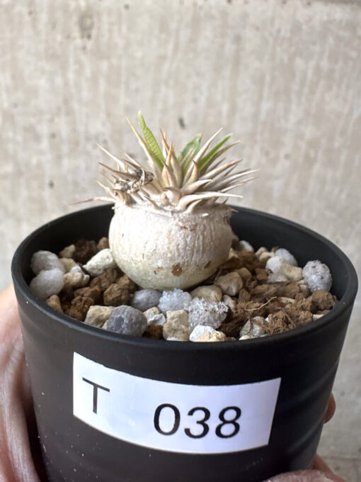 【現品限り】パキポディウム・エニグマチカム【T38】 Pachypodium enigmaticum【植物】塊根植物 夏型 コーデックス