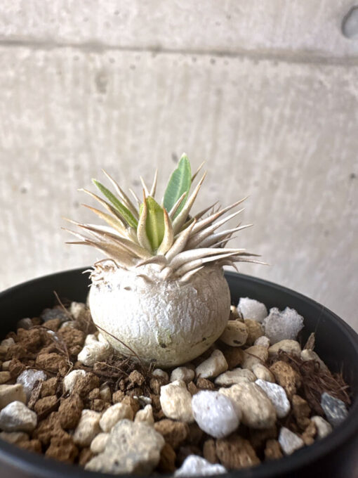 【現品限り】パキポディウム・エニグマチカム【T38】 Pachypodium enigmaticum【植物】塊根植物 夏型 コーデックス - 画像 (3)