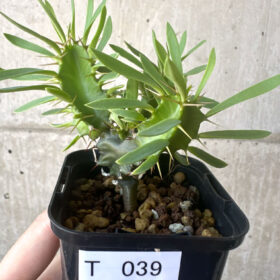 【現品限り】ユーフォルビア・ムランジーナ 実生【T39】 Euphorbia mlanjeana【植物】塊根植物 夏型 コーデックス