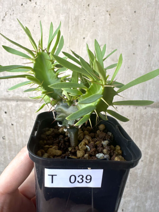 【現品限り】ユーフォルビア・ムランジーナ 実生【T39】 Euphorbia mlanjeana【植物】塊根植物 夏型 コーデックス