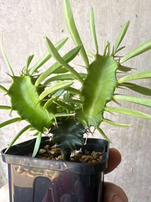 【現品限り】ユーフォルビア・ムランジーナ 実生【T39】 Euphorbia mlanjeana【植物】塊根植物 夏型 コーデックス - 画像 (3)