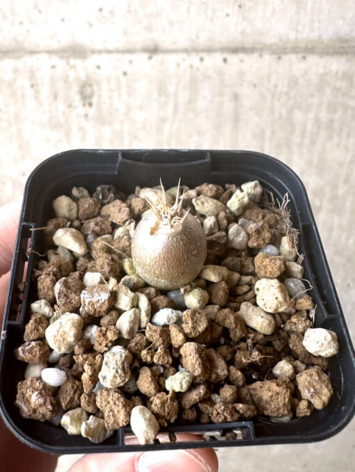 【現品限り】パキポディウム・レアリー【T3】 Pachypodium lealii【植物】塊根植物 夏型 コーデックス - 画像 (2)