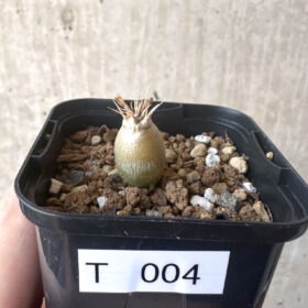 【現品限り】パキポディウム・レアリー【T4】 Pachypodium lealii【植物】塊根植物 夏型 コーデックス