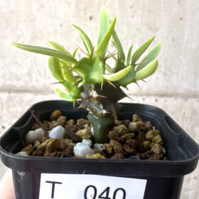 【現品限り】ユーフォルビア・ムランジーナ 実生【T40】 Euphorbia mlanjeana【植物】塊根植物 夏型 コーデックス