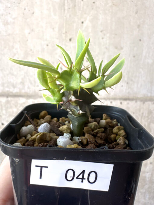 【現品限り】ユーフォルビア・ムランジーナ 実生【T40】 Euphorbia mlanjeana【植物】塊根植物 夏型 コーデックス