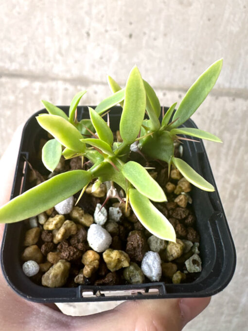 【現品限り】ユーフォルビア・ムランジーナ 実生【T40】 Euphorbia mlanjeana【植物】塊根植物 夏型 コーデックス - 画像 (2)