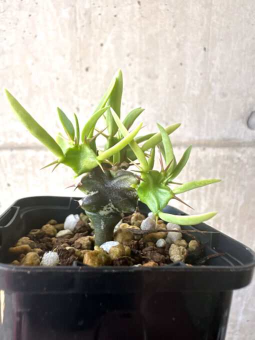 【現品限り】ユーフォルビア・ムランジーナ 実生【T40】 Euphorbia mlanjeana【植物】塊根植物 夏型 コーデックス - 画像 (3)