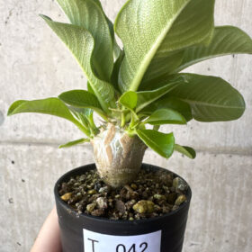 【現品限り】パキポディウム・ウィンゾリー 実生【T42】 Pachypodium windsorii【植物】塊根植物 夏型 コーデックス