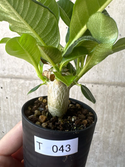 【現品限り】パキポディウム・ウィンゾリー 実生【T43】 Pachypodium windsorii【植物】塊根植物 夏型 コーデックス