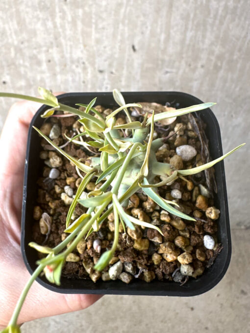 【現品限り】ユーフォルビア・エチュベルクローサ【T44】 Euphorbia etuberculosa【植物】塊根植物 夏型 コーデックス - 画像 (2)