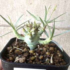 【現品限り】ユーフォルビア・エチュベルクローサ【T46】 Euphorbia etuberculosa【植物】塊根植物 夏型 コーデックス