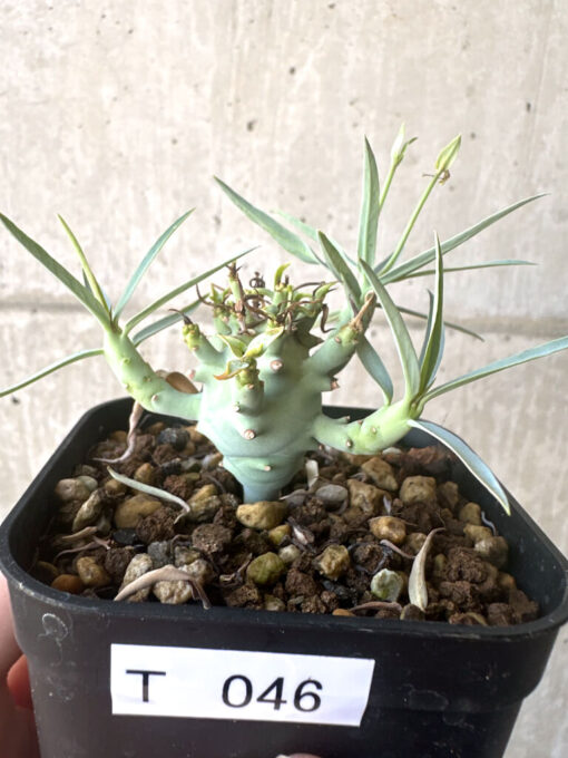 【現品限り】ユーフォルビア・エチュベルクローサ【T46】 Euphorbia etuberculosa【植物】塊根植物 夏型 コーデックス