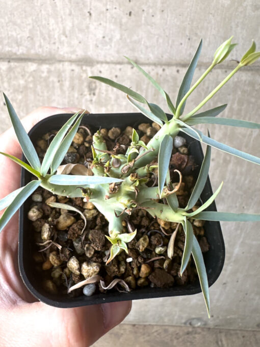 【現品限り】ユーフォルビア・エチュベルクローサ【T46】 Euphorbia etuberculosa【植物】塊根植物 夏型 コーデックス - 画像 (2)