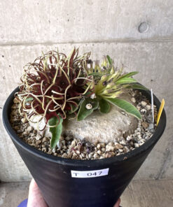 【現品限り】ブラキステルマ・バーベラエ 竜卵窟 現地株 約1年半管理【T47】 Brachystelma barberae【植物】塊根植物 夏型 コーデックス