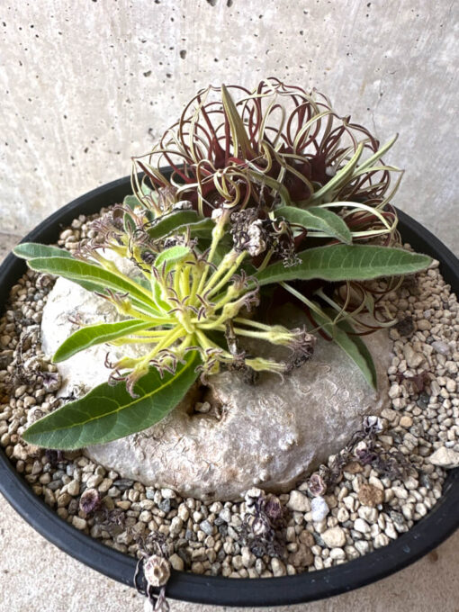 【現品限り】ブラキステルマ・バーベラエ 竜卵窟 現地株 約1年半管理【T47】 Brachystelma barberae【植物】塊根植物 夏型 コーデックス - 画像 (4)
