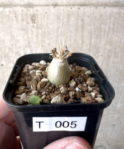 【現品限り】パキポディウム・レアリー【T5】 Pachypodium lealii【植物】塊根植物 夏型 コーデックス