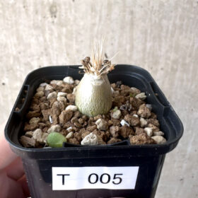 【現品限り】パキポディウム・レアリー【T5】 Pachypodium lealii【植物】塊根植物 夏型 コーデックス