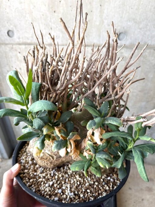【現品限り】アデニア・ペチュエリー 現地株 発根済み 約1年管理【T51】 Euphorbia obesa【植物】塊根植物 夏型 コーデックス - 画像 (2)