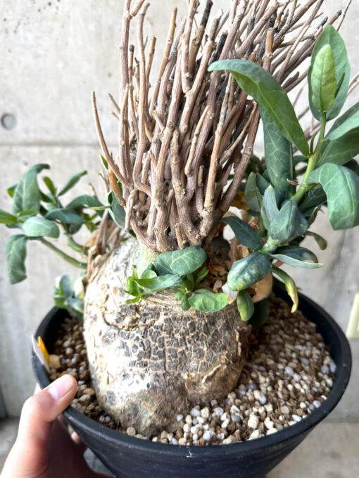 【現品限り】アデニア・ペチュエリー 現地株 発根済み 約1年管理【T51】 Euphorbia obesa【植物】塊根植物 夏型 コーデックス - 画像 (6)
