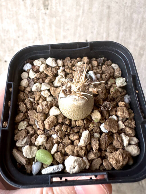 【現品限り】パキポディウム・レアリー【T5】 Pachypodium lealii【植物】塊根植物 夏型 コーデックス - 画像 (2)