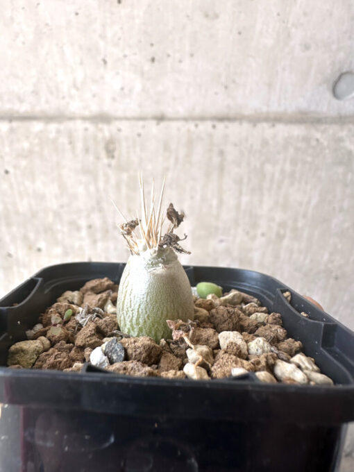 【現品限り】パキポディウム・レアリー【T5】 Pachypodium lealii【植物】塊根植物 夏型 コーデックス - 画像 (3)