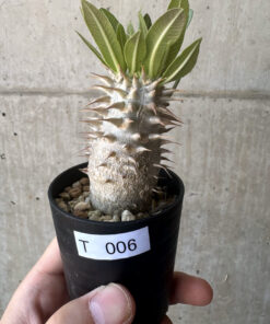 【現品限り】パキポディウム・デンシフローラム【T6】 Pachypodium densiflorum【植物】塊根植物 夏型 コーデックス