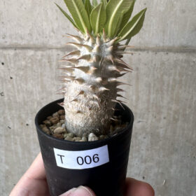 【現品限り】パキポディウム・デンシフローラム【T6】 Pachypodium densiflorum【植物】塊根植物 夏型 コーデックス