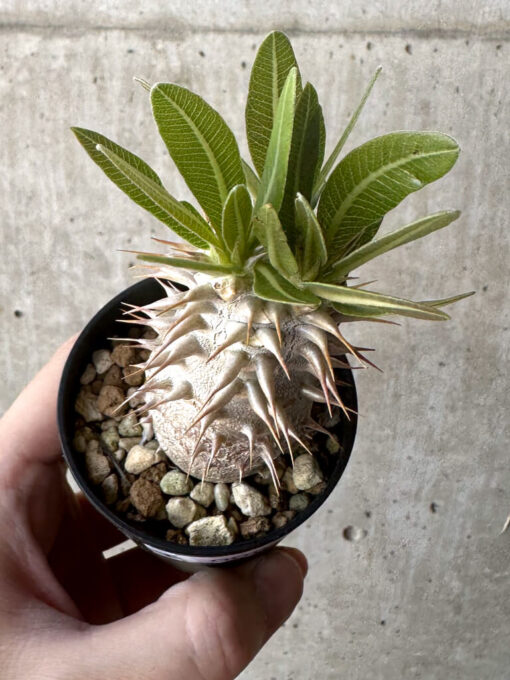 【現品限り】パキポディウム・デンシフローラム【T6】 Pachypodium densiflorum【植物】塊根植物 夏型 コーデックス - 画像 (2)